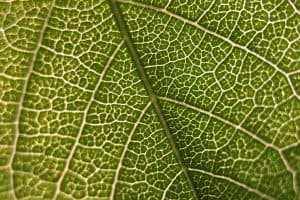 Leaf under microscope